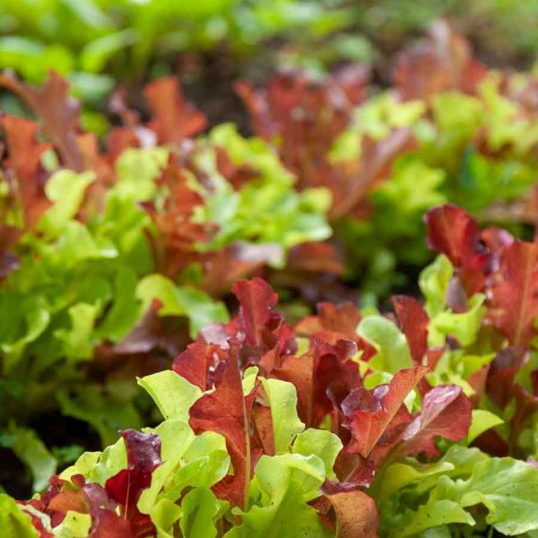Potagères - Laitue à Couper en Mélange - BIO - face recto